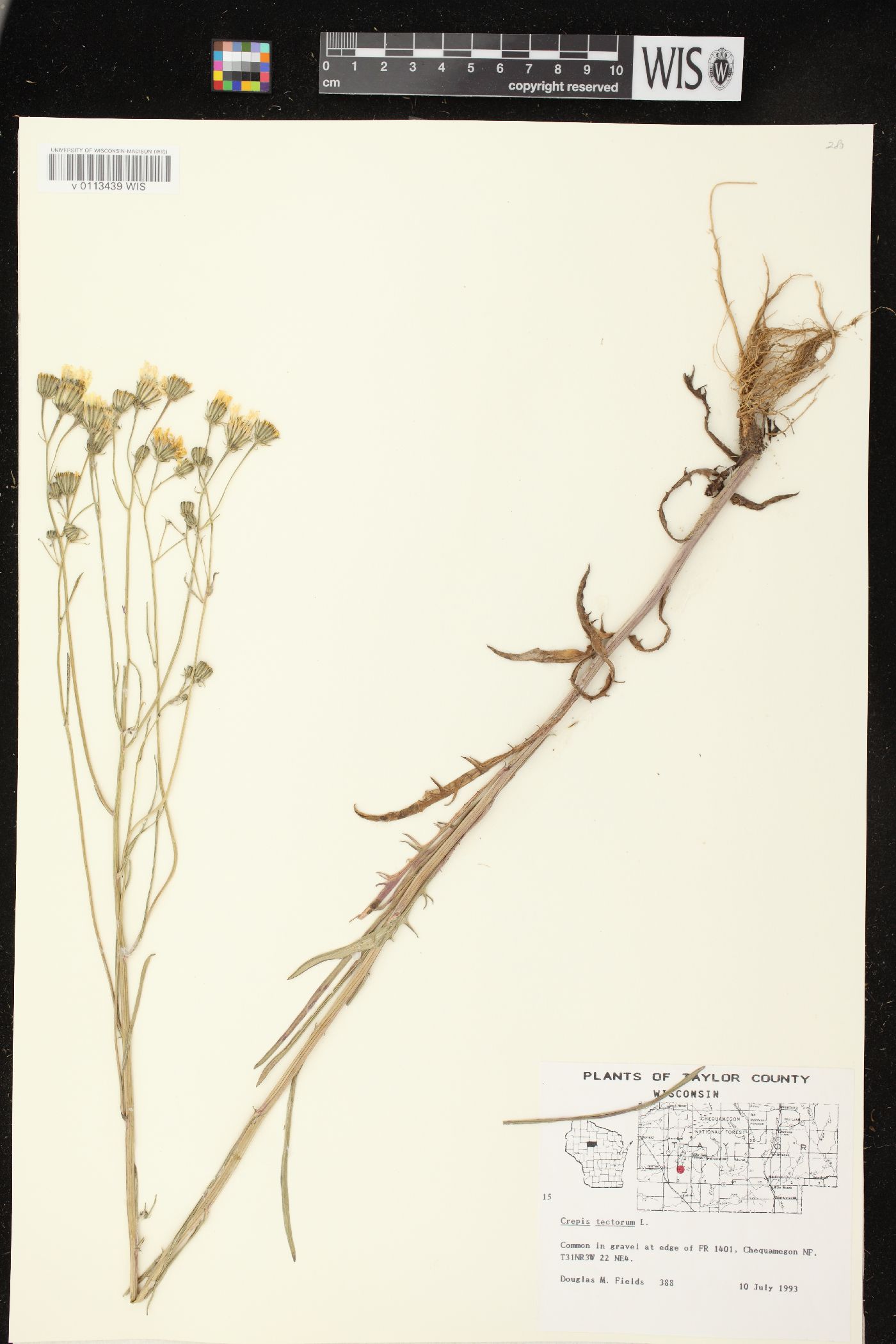 Crepis tectorum image