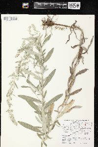 Artemisia ludoviciana subsp. ludoviciana image