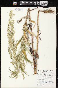 Artemisia serrata image