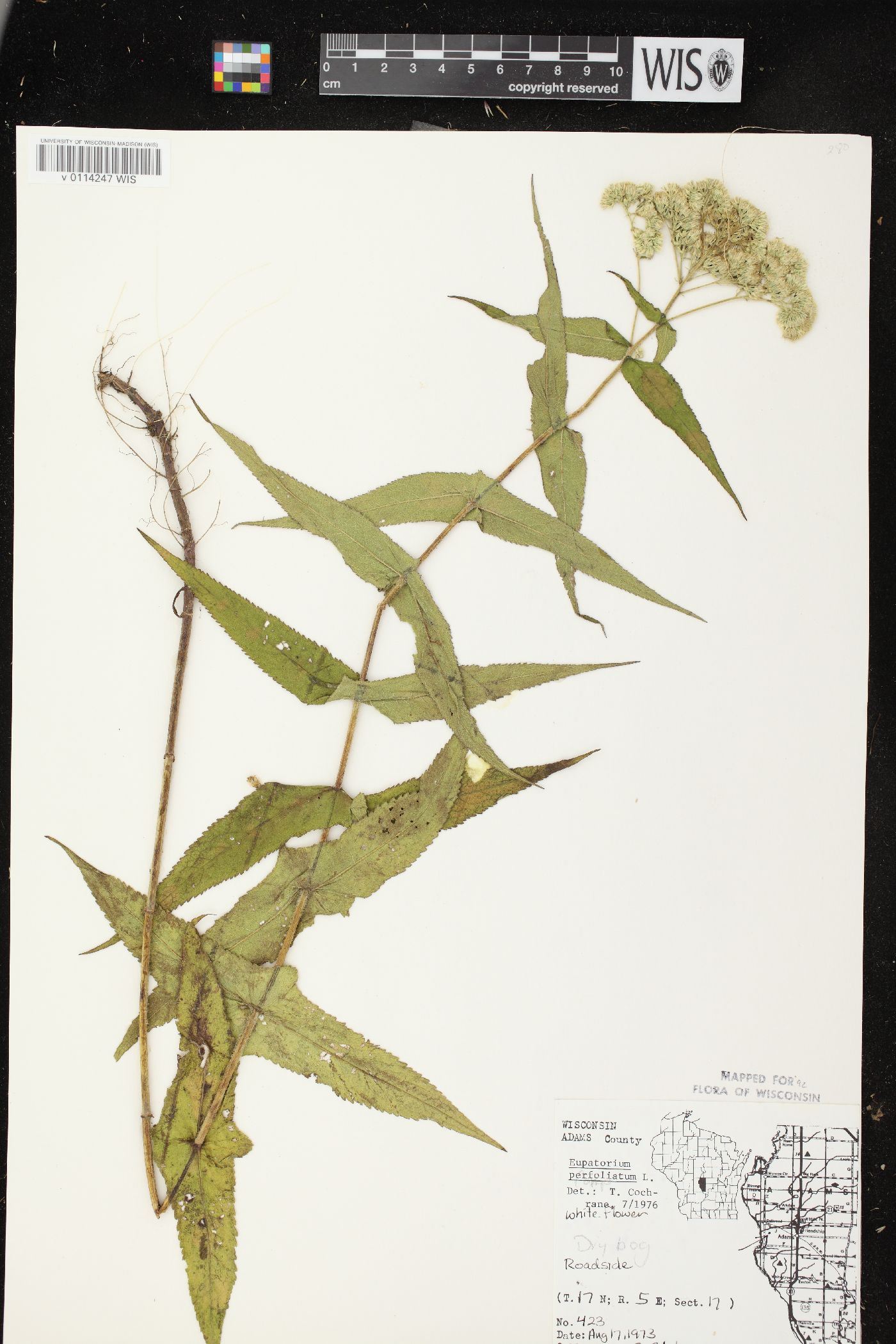 Eupatorium perfoliatum var. perfoliatum image