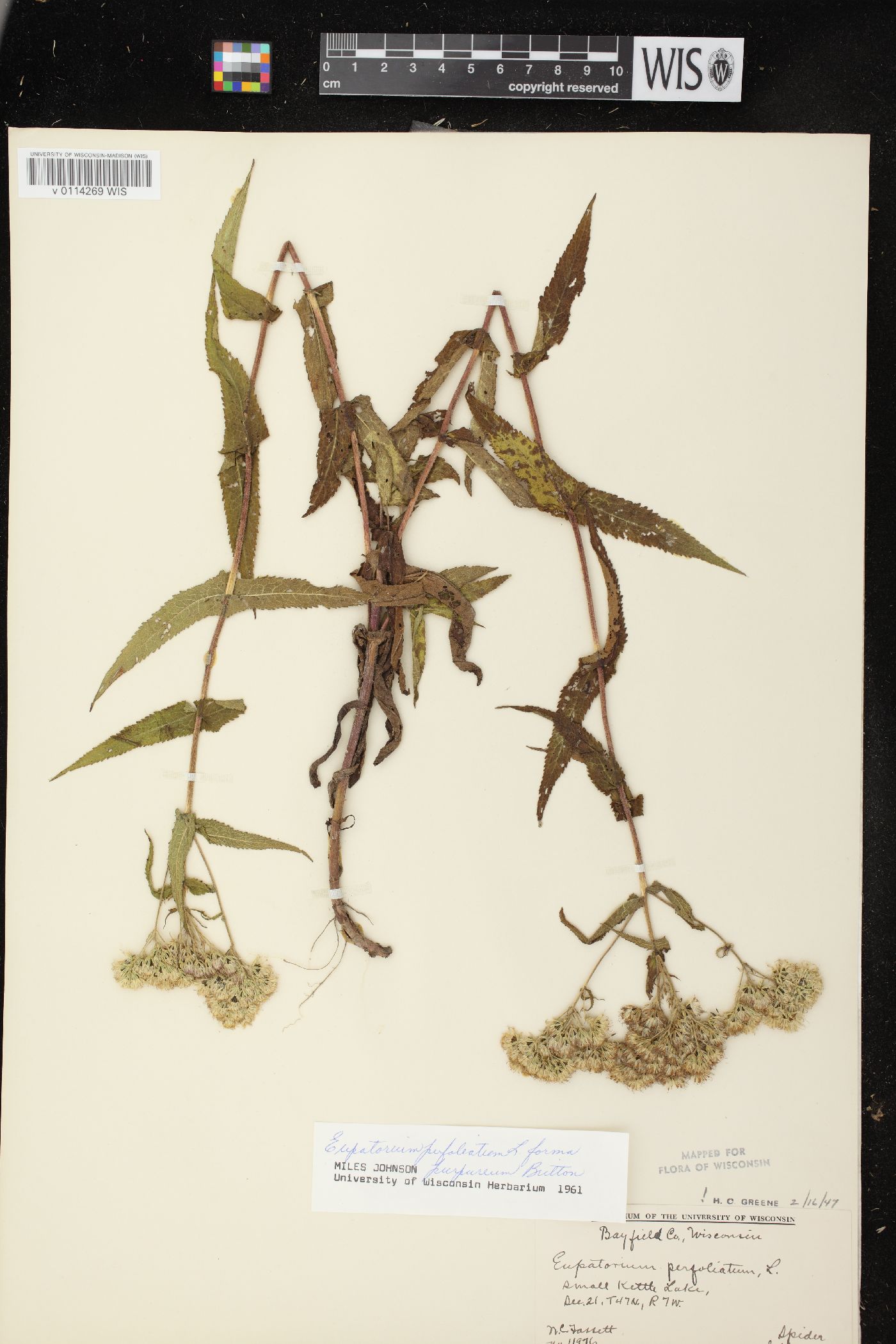 Eupatorium perfoliatum var. perfoliatum image