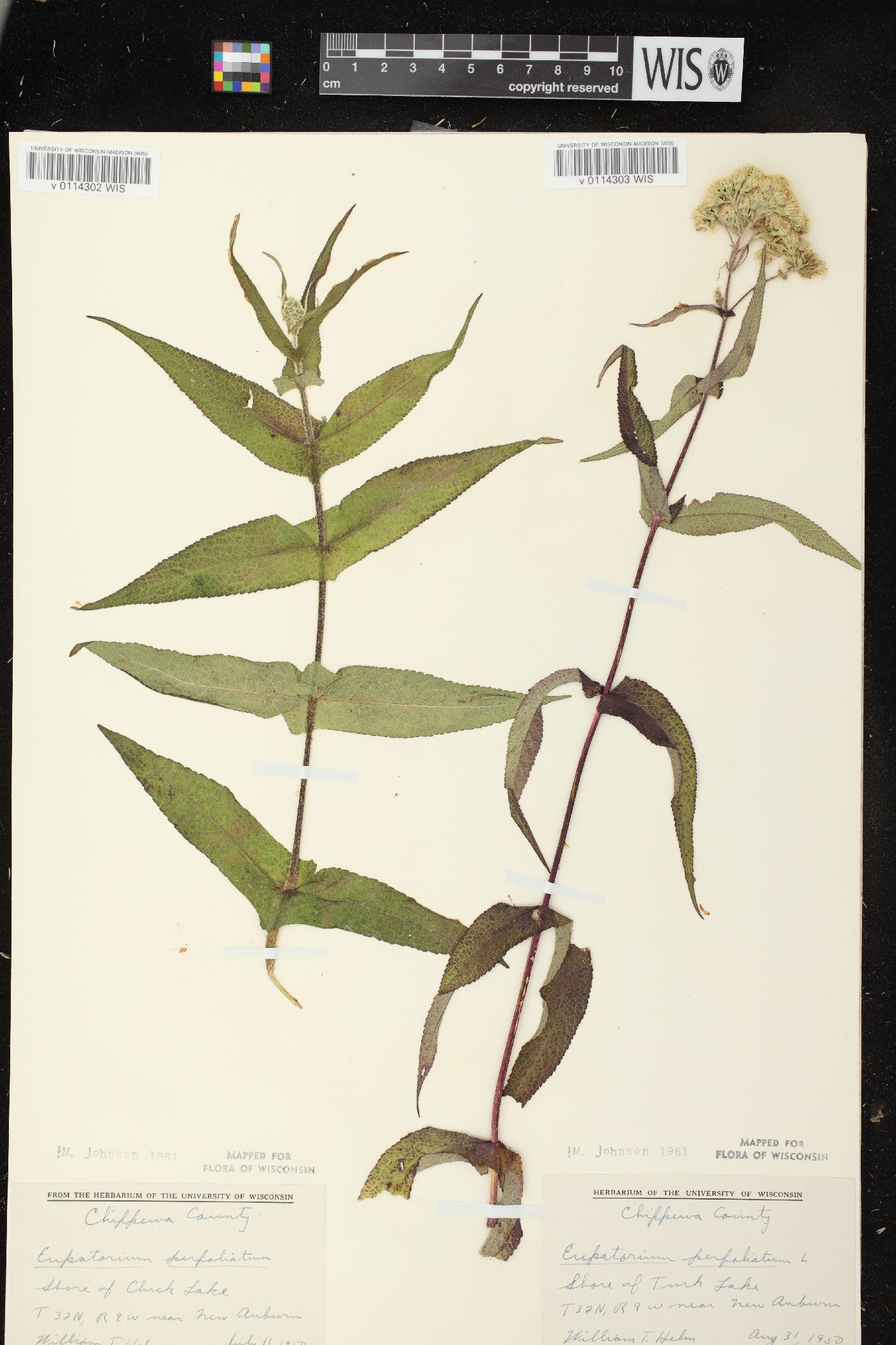 Eupatorium perfoliatum var. perfoliatum image