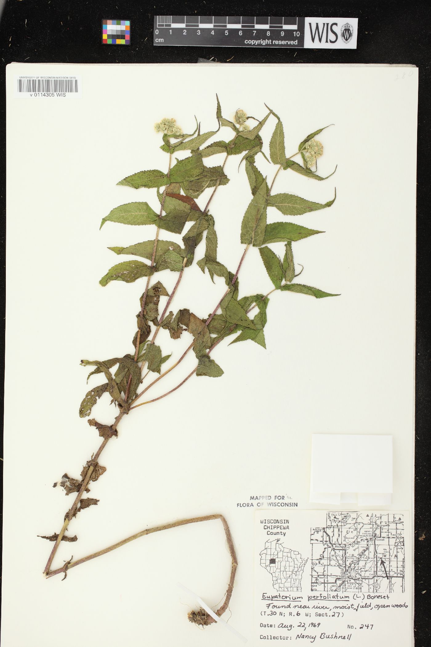 Eupatorium perfoliatum var. perfoliatum image