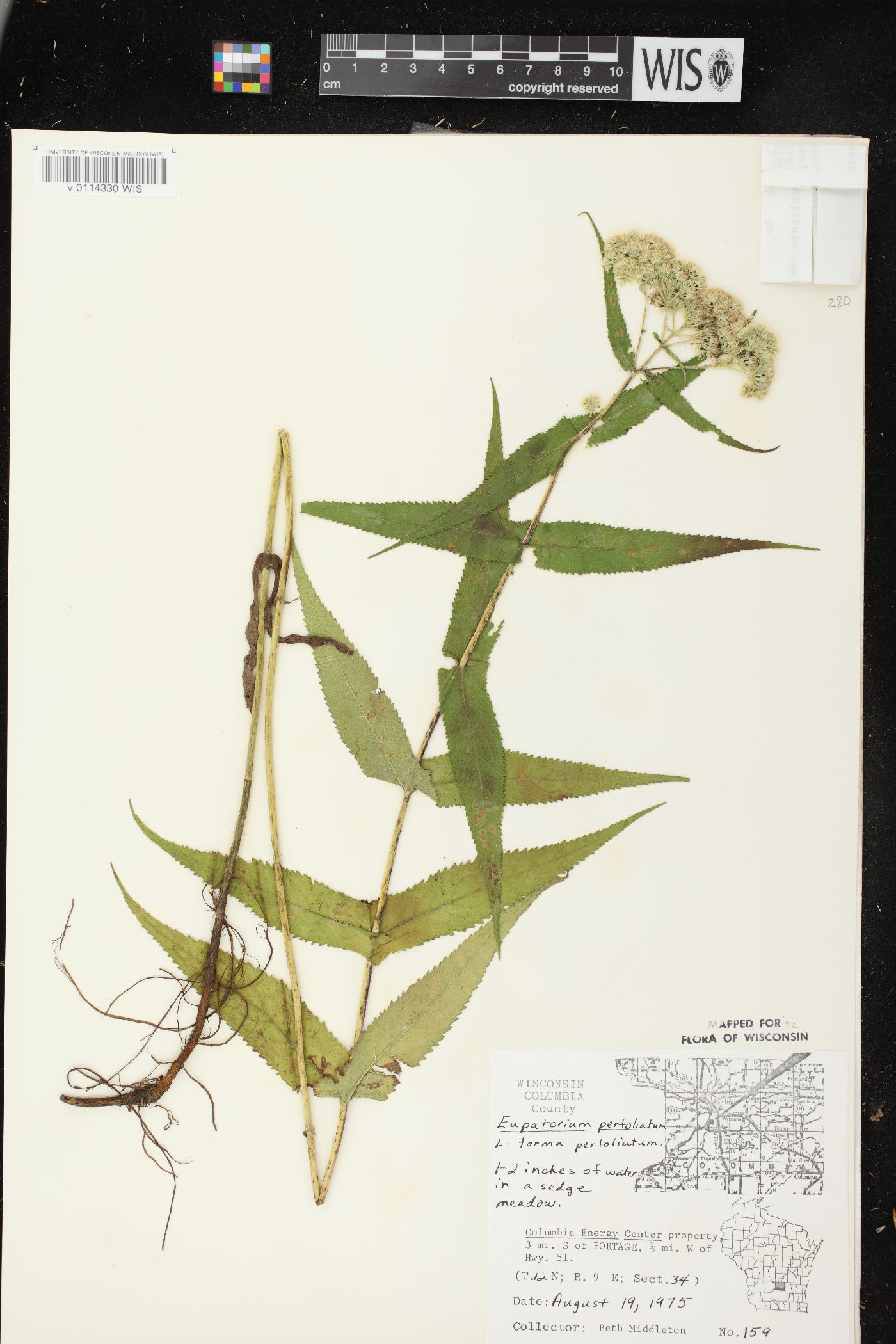 Eupatorium perfoliatum var. perfoliatum image
