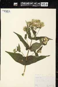 Eupatorium perfoliatum var. perfoliatum image