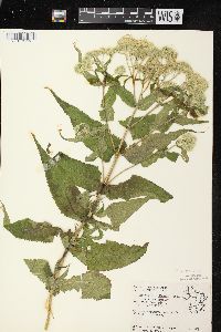 Eupatorium perfoliatum var. perfoliatum image