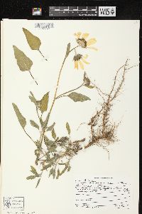 Helianthus petiolaris image