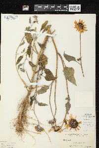 Helianthus petiolaris image