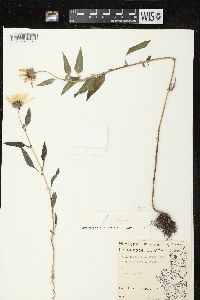 Helianthus petiolaris subsp. petiolaris image