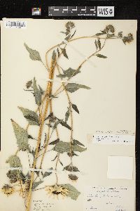 Helianthus petiolaris image