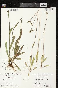 Hieracium aurantiacum image