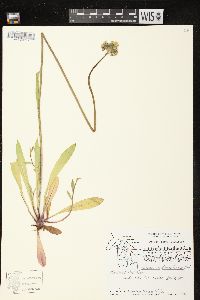 Hieracium piloselloides image