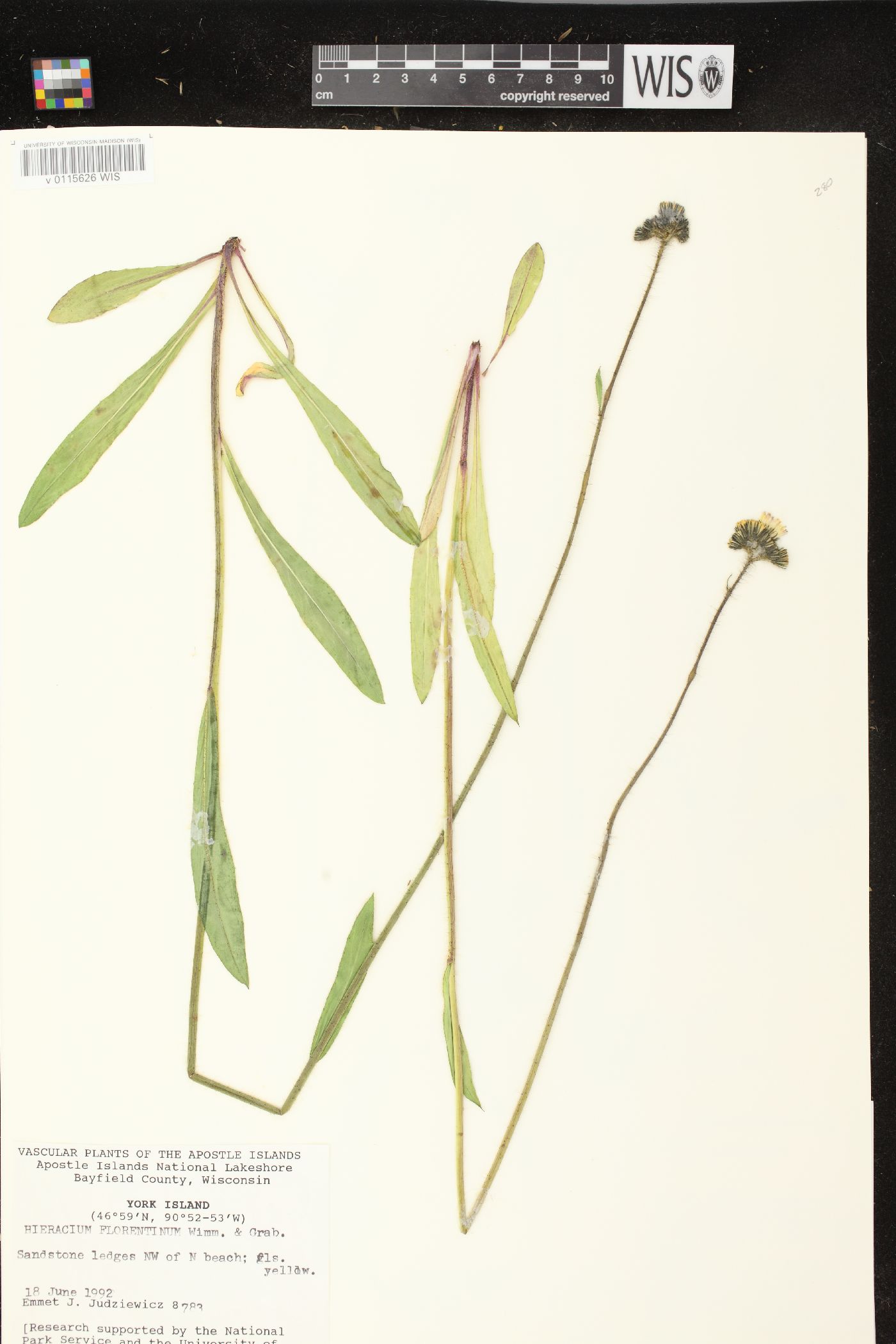 Hieracium piloselloides image