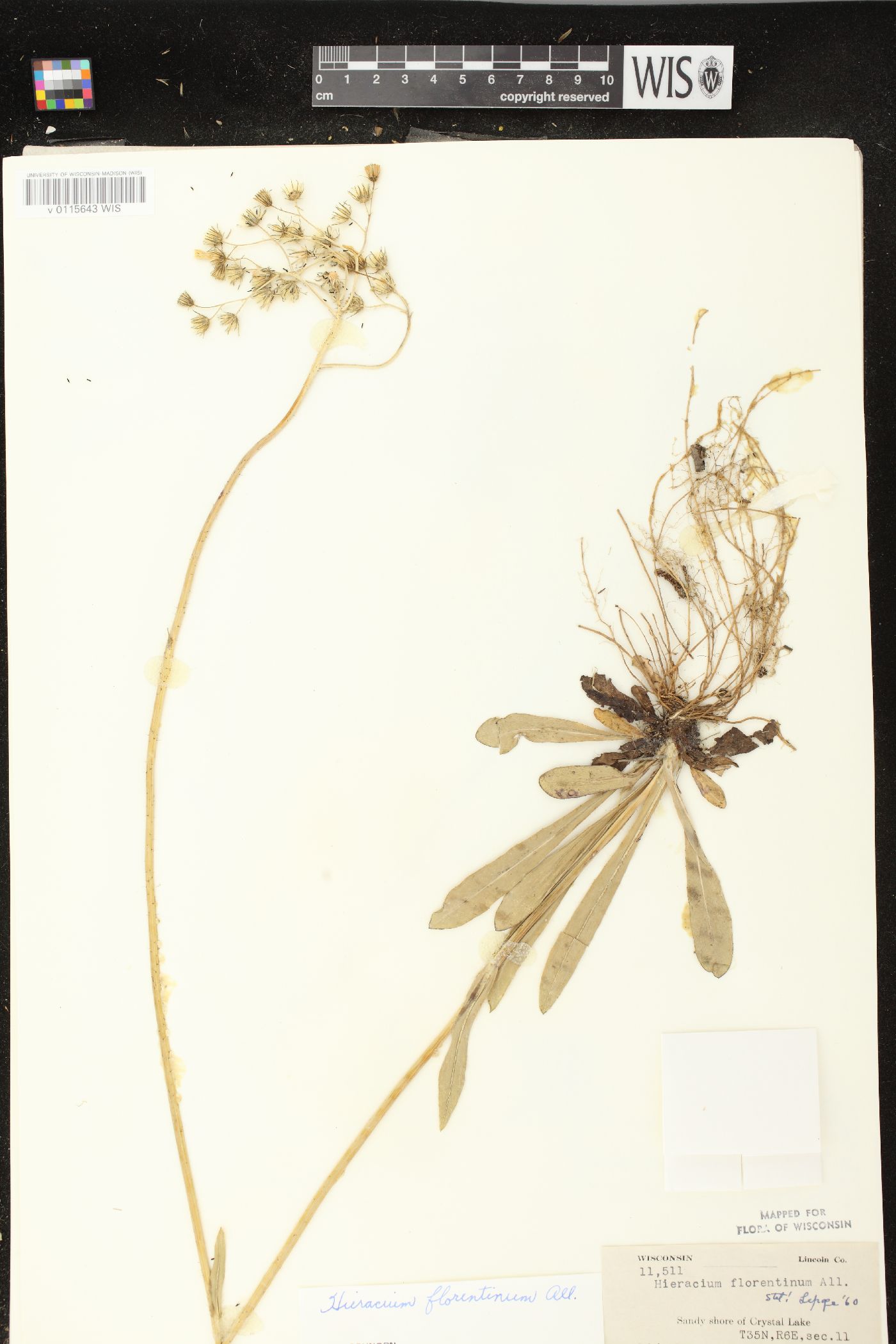 Hieracium piloselloides image