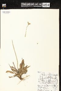 Hieracium piloselloides image