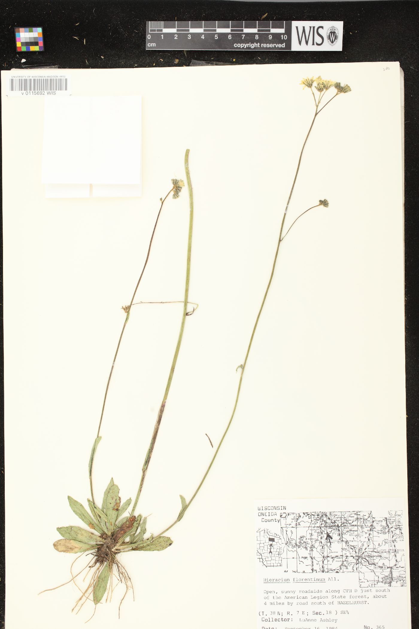 Hieracium piloselloides image