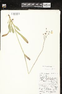 Hieracium piloselloides image