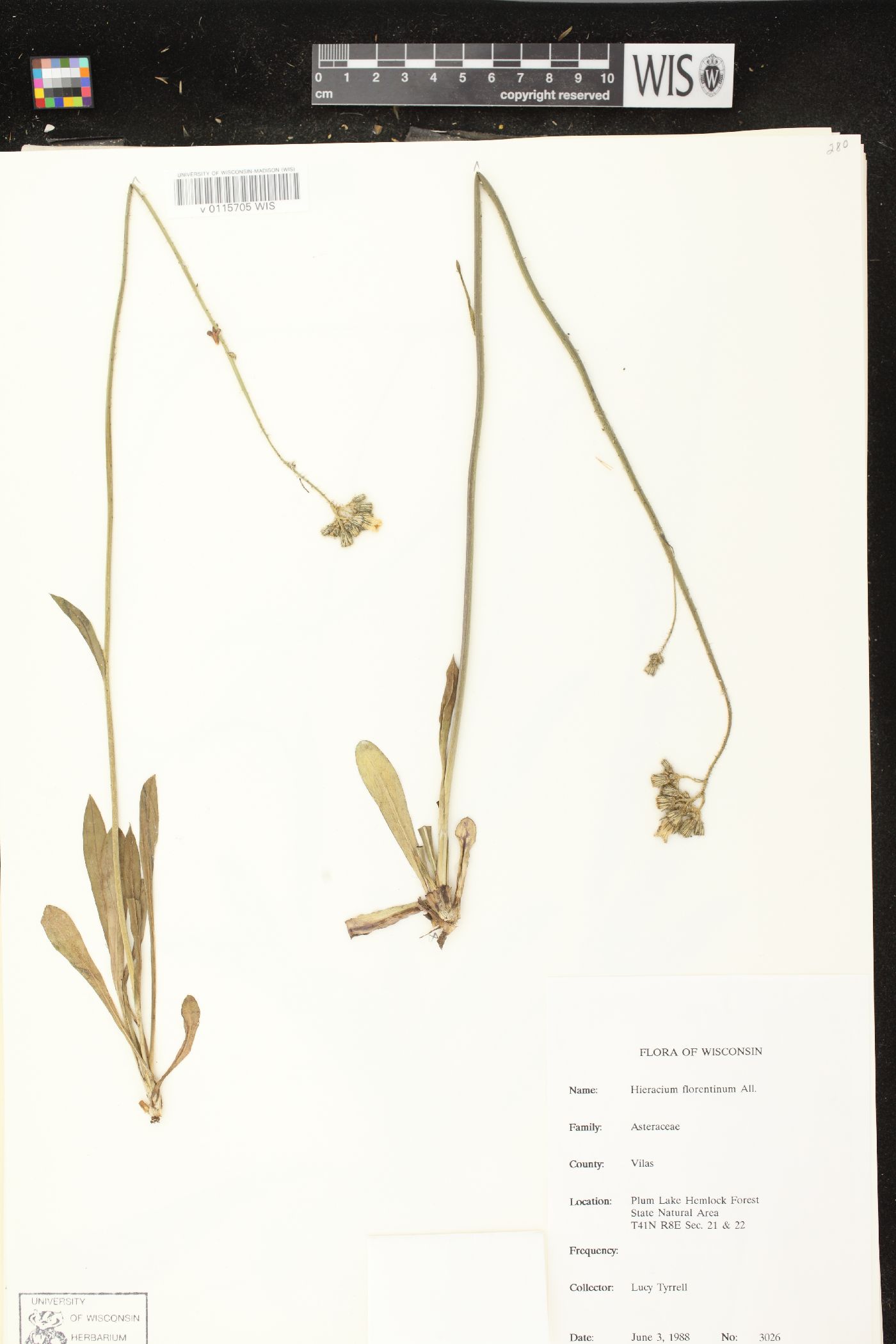 Hieracium piloselloides image