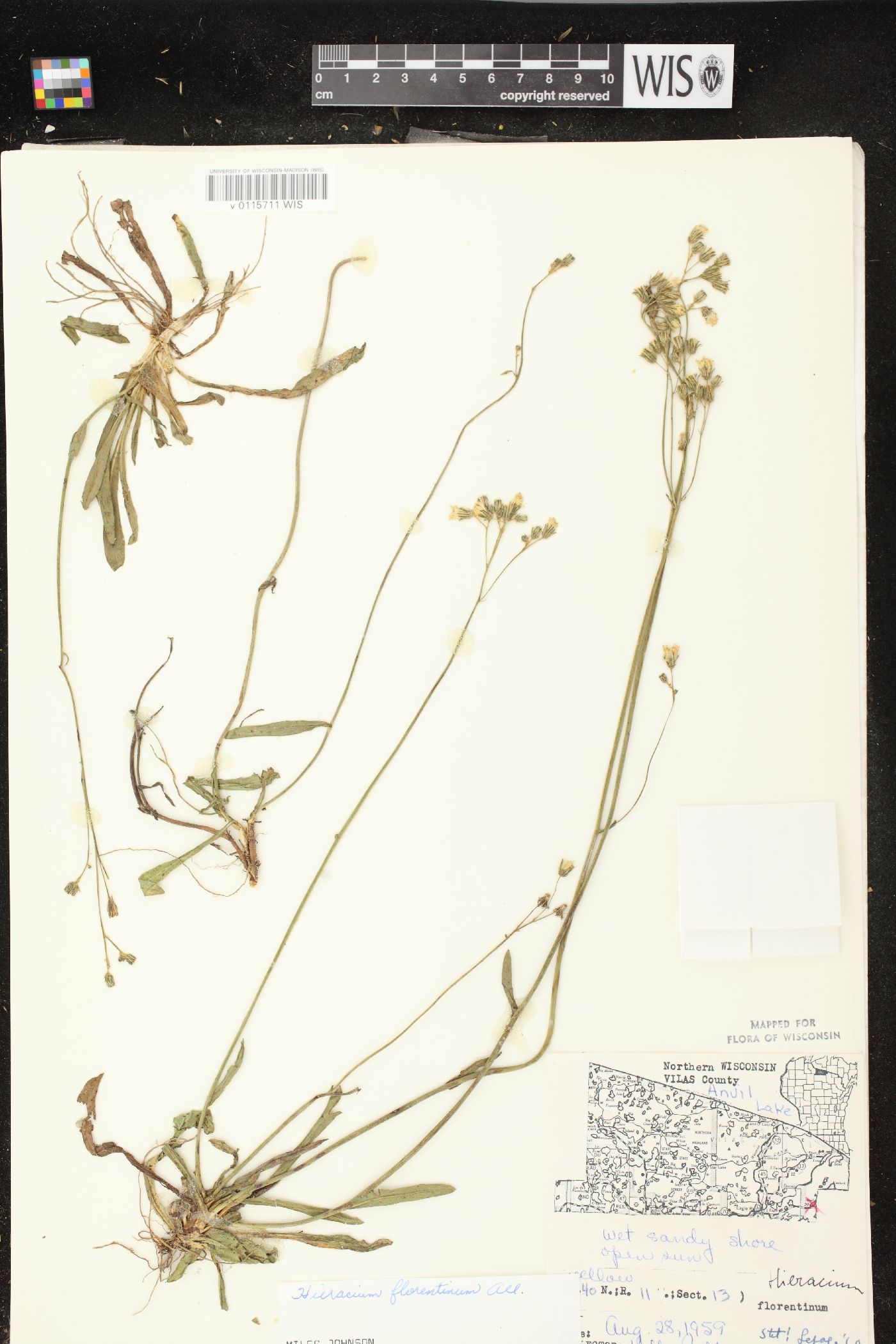 Hieracium piloselloides image