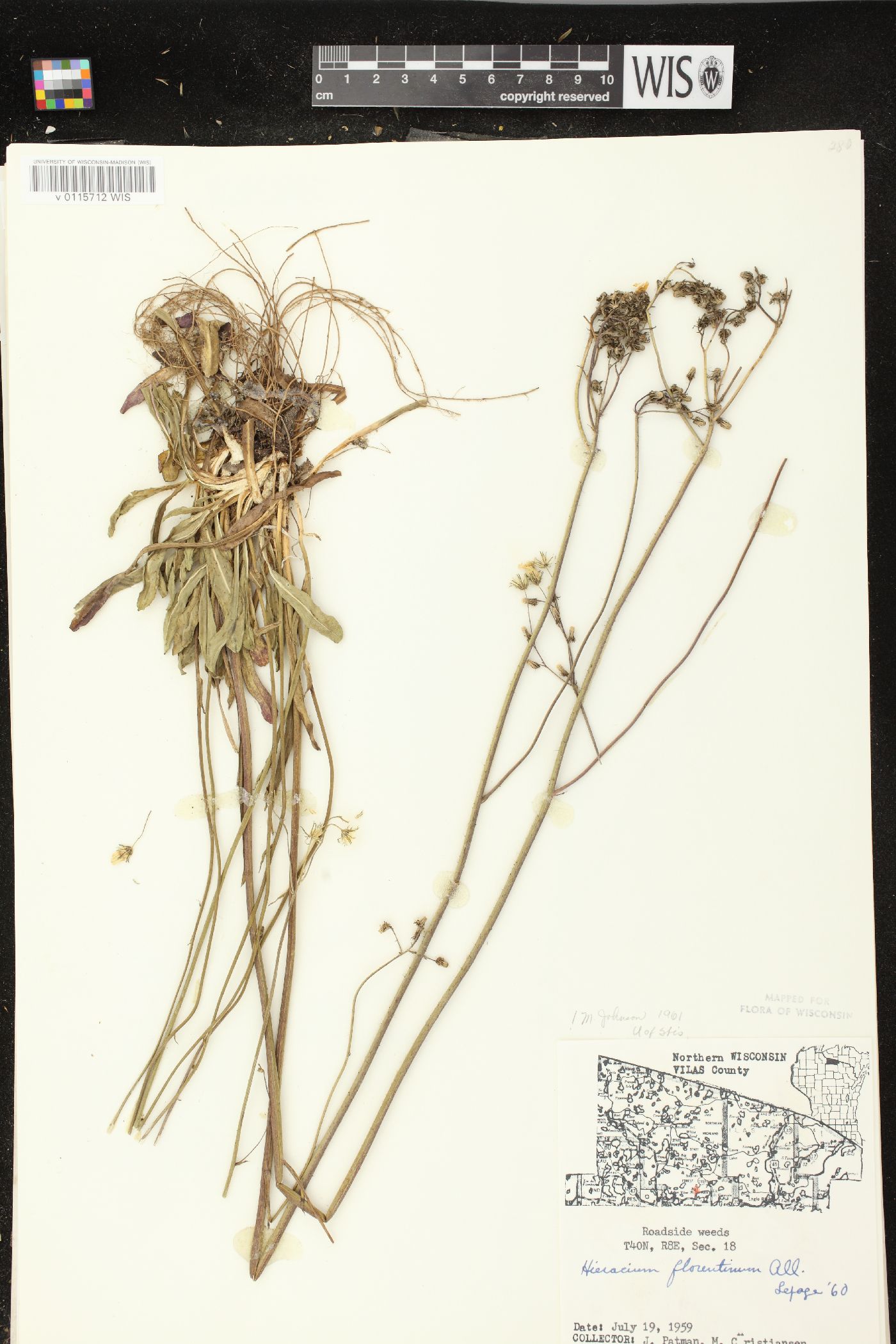 Hieracium piloselloides image