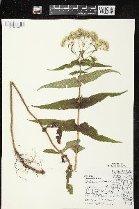 Eupatorium perfoliatum var. perfoliatum image