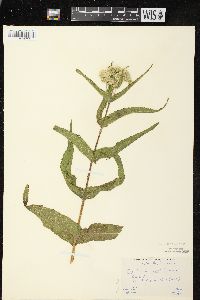 Eupatorium perfoliatum var. perfoliatum image