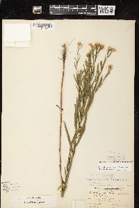 Euthamia tenuifolia image