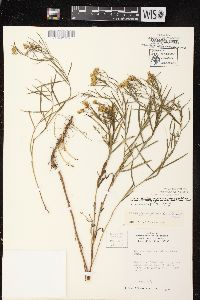 Euthamia tenuifolia image