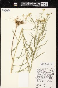 Euthamia tenuifolia image