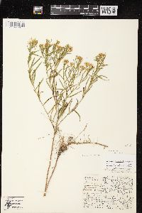 Euthamia tenuifolia image