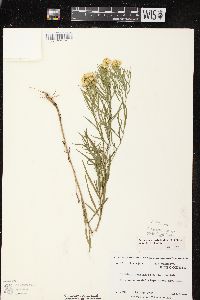 Euthamia tenuifolia image