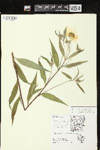 Helianthus giganteus image