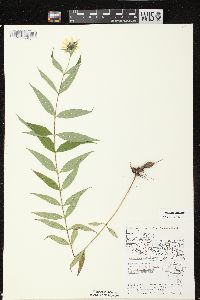 Helianthus giganteus image