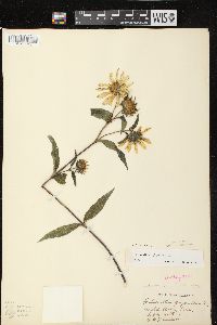 Helianthus giganteus image