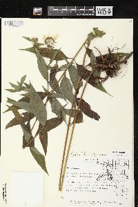 Helianthus giganteus image