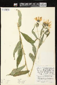 Helianthus giganteus image