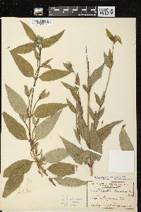 Image of Helianthus × ambiguus