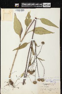 Helianthus grosseserratus image