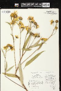 Helianthus grosseserratus image