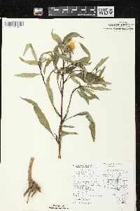 Helianthus grosseserratus image