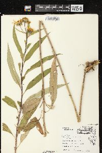 Helianthus grosseserratus image