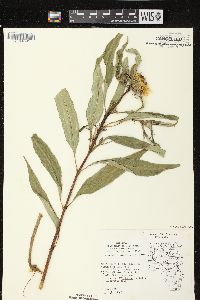 Helianthus grosseserratus image