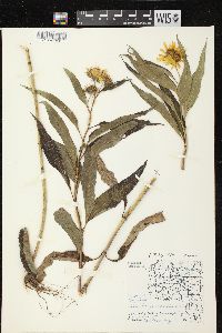 Helianthus grosseserratus image