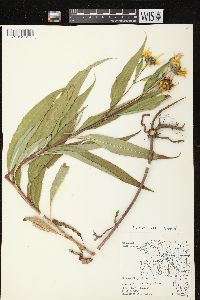 Helianthus grosseserratus image