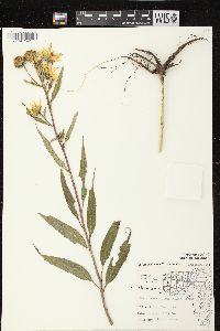 Helianthus grosseserratus image