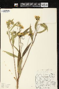 Helianthus grosseserratus image