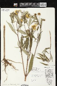 Helianthus grosseserratus image