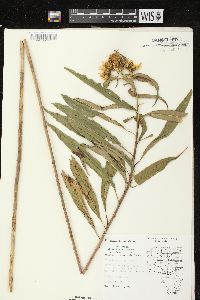 Helianthus grosseserratus image