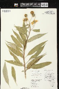 Helianthus grosseserratus image