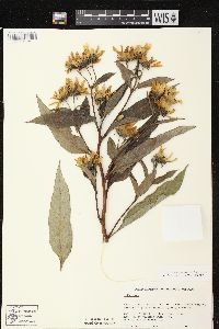 Helianthus grosseserratus image